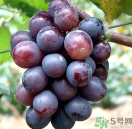 巨峰葡萄怎么有酒味？葡萄有酒味還能吃嗎？