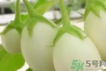 蛋樹是什么？蛋樹可以吃嗎？