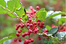 花椒可以治療打鼾嗎？花椒的好處有哪些？