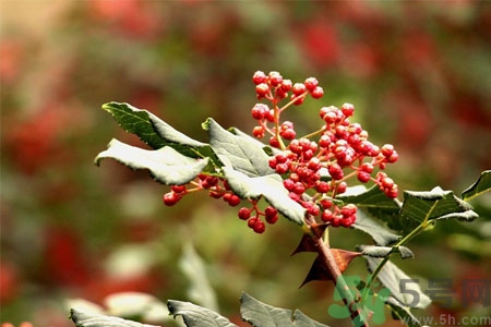 花椒可以治療打鼾嗎？花椒的好處有哪些？