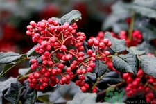 花椒可以治療打鼾嗎？花椒的好處有哪些？