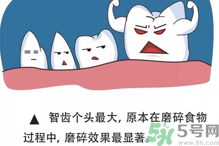 智齒一定要拔掉嗎？什么樣的智齒可以不拔？