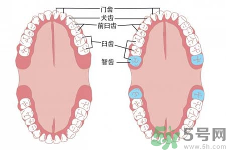 智齒一定要拔掉嗎？什么樣的智齒可以不拔？