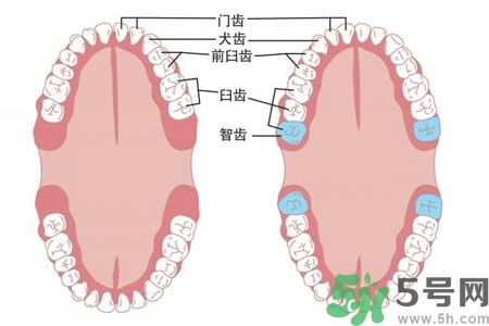 智齒橫著長怎么辦？智齒橫著長一定要拔了嗎？