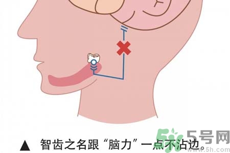 拔智齒一顆多少錢？拔除智齒收費多少？