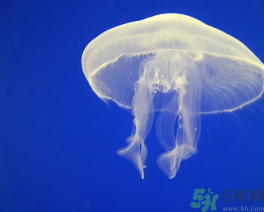 海蜇是水母嗎？海蜇和水母的區(qū)別