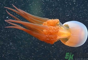 海蜇是發(fā)物嗎？手術(shù)后可以吃海蜇嗎？