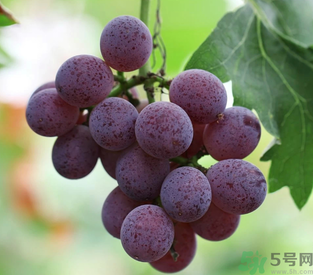 拉肚子能吃葡萄嗎？拉肚子吃什么食物好？