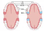 智齒橫著長(zhǎng)怎么辦？智齒橫著長(zhǎng)一定要拔了嗎？