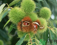 ?吃板栗會(huì)胖嗎？?吃板栗會(huì)不會(huì)發(fā)胖？