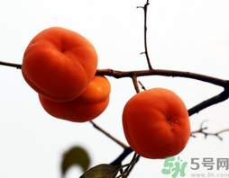 吃柿子會胖嗎？柿子吃多了會胖嗎？