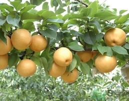 吃豐水梨的好處？豐水梨好吃嗎？
