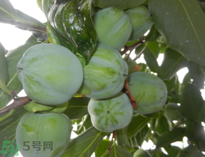 孕婦可以吃青柿子嗎？青柿子孕婦可以吃嗎？