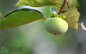孕婦可以吃青柿子嗎？青柿子孕婦可以吃嗎？