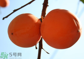為何叫懶柿子？懶柿子的營養(yǎng)價值？