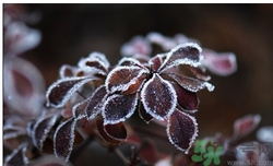 霜降為什么要吃柿子？霜降吃柿子有什么好處？
