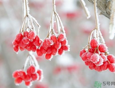 霜降為什么要吃柿子？霜降吃柿子有什么好處？