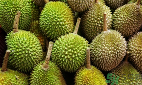 榴蓮可以冷凍保存嗎？榴蓮放冰箱是冷藏還是冷凍？