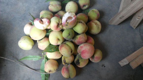 野桃子能吃嗎？野桃子核的功效與作用