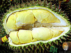 月經(jīng)期間可以吃榴蓮嗎？來月經(jīng)可以吃榴蓮嗎？