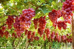 葡萄酒怎么做？葡萄酒什么時(shí)候喝最好？