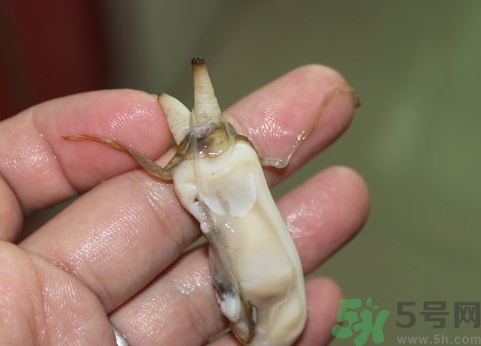 蟶子肚子里黑的能吃嗎？蟶子肚子里黑的是什么？