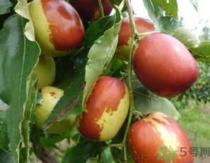 冬棗是轉(zhuǎn)基因食品嗎？冬棗是哪里的特產(chǎn)？