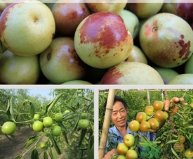 柿子和冬棗能一起吃嗎？冬棗和柿子能不能一起吃？