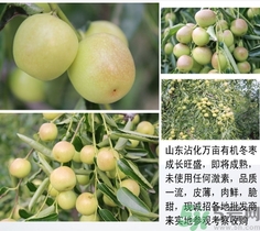 冬棗可以冷凍嗎？冬棗可以曬干保存嗎？