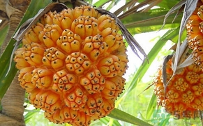 山菠蘿怎么吃？山菠蘿的功效與作用