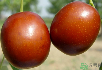新鮮紅棗補血嗎？吃新鮮紅棗補血嗎？