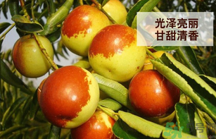 新鮮大棗孕婦可以吃嗎？孕婦可以吃新鮮大棗嗎