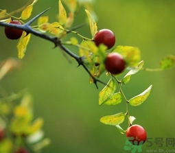 酸棗什么時(shí)候成熟？酸棗什么時(shí)候上市？