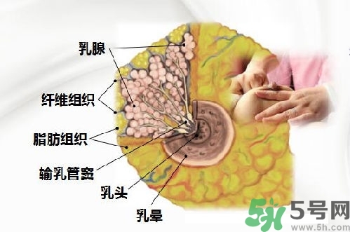 乳汁是怎樣形成的？怎樣才能讓乳汁更多？