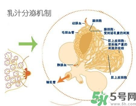 乳汁是怎樣形成的？怎樣才能讓乳汁更多？
