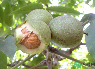 新鮮核桃吃多了會(huì)怎么樣？新鮮核桃吃多了會(huì)上火嗎？
