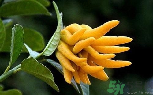 佛手果孕婦可以吃嗎？佛手果的功效與作用