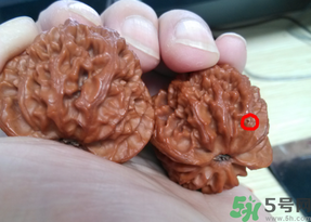 核桃長蟲了還能吃嗎？核桃長蟲子怎么處理？