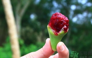 仙人掌果怎么吃？仙人掌果的功效和作用