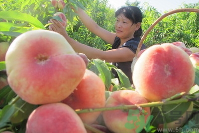 蟠桃孕婦可以吃嗎？蟠桃和水蜜桃的區(qū)別