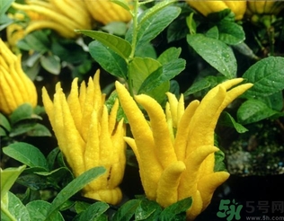 佛手果孕婦可以吃嗎？佛手果的功效與作用