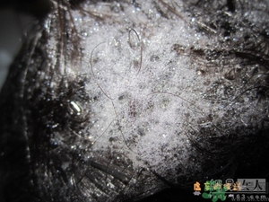 淳萃水舞櫻花洗發(fā)水好用嗎？淳萃水舞櫻花洗發(fā)水多少錢？