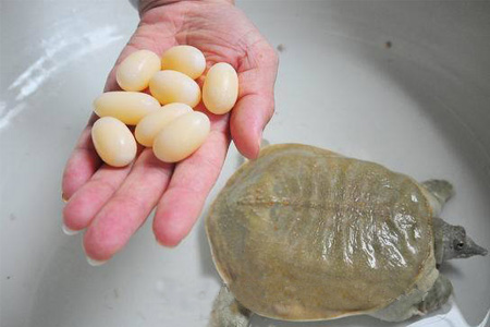 小孩能吃甲魚嗎？小孩能吃甲魚蛋嗎？