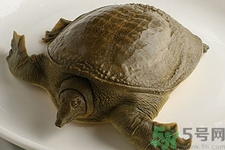 被甲魚(yú)咬了要打破傷風(fēng)嗎？被甲魚(yú)咬了怎么辦？