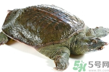 甲魚(yú)怎么殺？甲魚(yú)怎么處理？