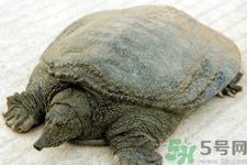 喝甲魚血能治陽痿嗎？甲魚血能喝嗎？