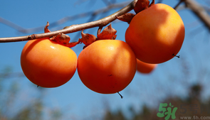 柿子一天最多吃幾個(gè)？柿子一次能吃幾個(gè)？