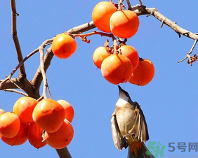 柿子一天最多吃幾個(gè)？柿子一次能吃幾個(gè)？