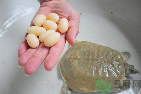 甲魚蛋能吃嗎？甲魚蛋怎么做好吃？