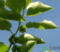 柿子葉怎么去斑？柿子葉祛斑偏方